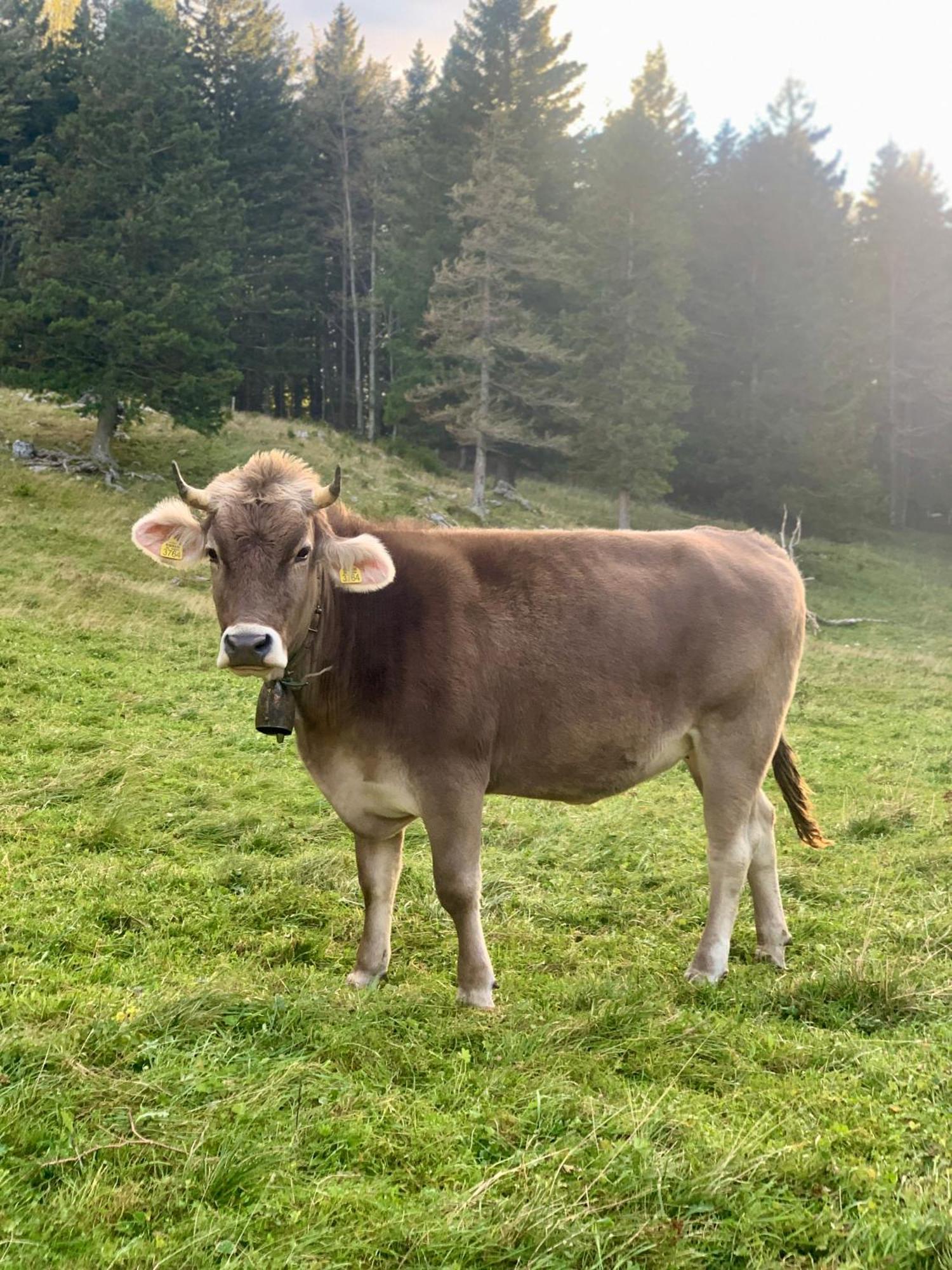 Velika Planina - Chalet Stane - Alps Stahovica 외부 사진